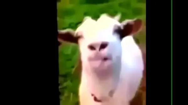 أنبوب محرك La Cabra / The Goat جديد